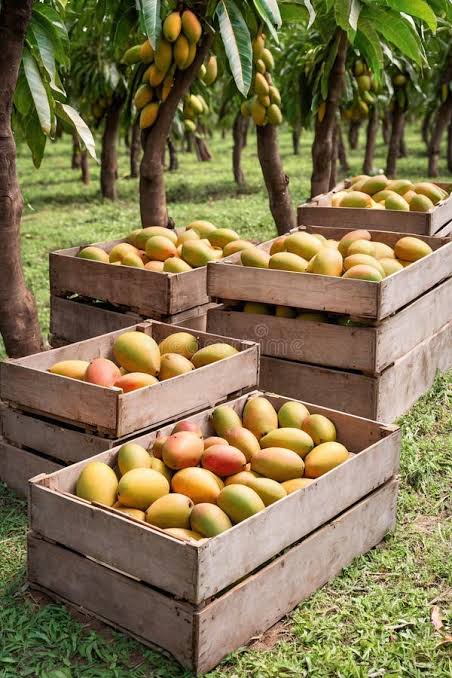 Fresh Anwar Ratol Mangoes – Farm Fresh & Naturally Sweet