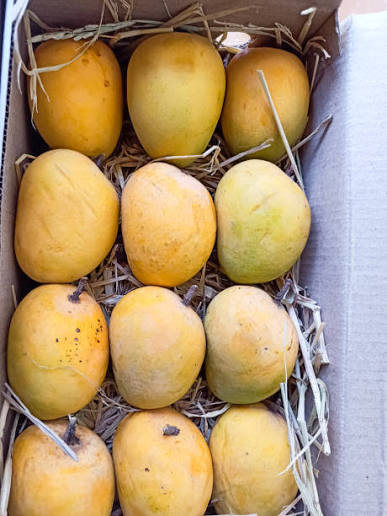 Fresh Chaunsa Mangoes | 100% Natural & Handpicked